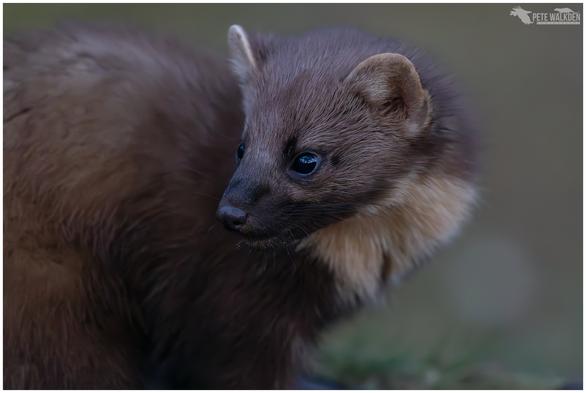 A photo of a pine marten taken at dusk in a Scottish woodland.