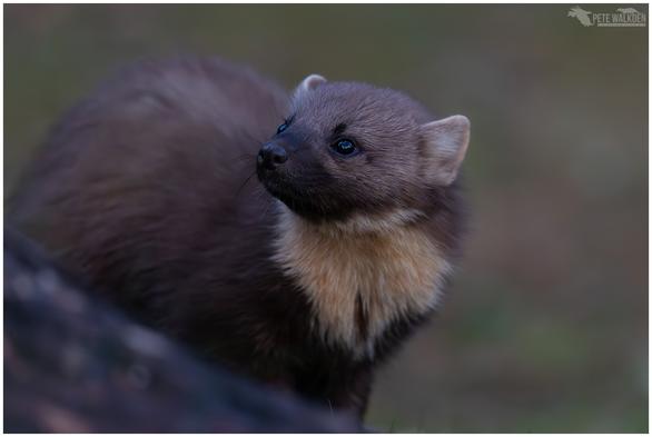 A photo of a pine marten taken at dusk in a Scottish woodland.