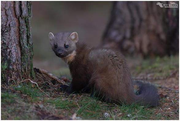 A photo of a pine marten taken at dusk in a Scottish woodland.