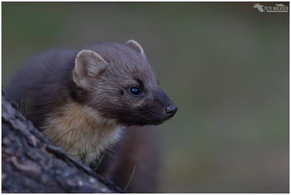 A photo of a pine marten taken at dusk in a Scottish woodland.