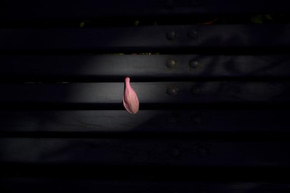 A leave rests in a bench with a ray of light lighting it