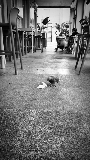 Piccione che legge uno scontrino tra i tavolini di un bar