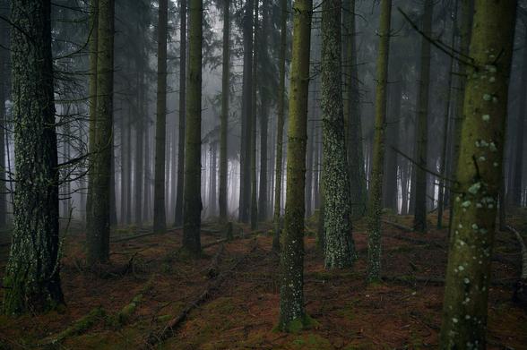 A dark view of a coniferous forest. In the foreground just the stems of spruces covered with greenish moss and lichens are seen, more in the background the whole trees including the top are visible. The ground of the forest is mossy green with orange-brown patches from the spruce needles. More to the background it’s getting misty.