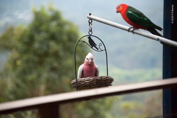 A galah, pink body and grey wings, sits controlling a hanging free feeder, while a male King Parrot, red body and green wings, perches nearby, waiting until the galah leaves so it can take its turn.