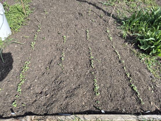 Four rows of tiny seedlings.  The second row has considerably fewer seedlings than the other rows.