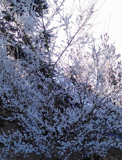 A Mirabelle plum tree full with white blossoms.
