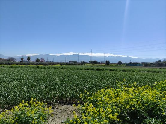 un campo de cultivo verde y mas cerca plantas de flores amarillas. A lo lejos se ve una sierra nevada. Y el cielo azul despejaisimo. Cerca de la esquina superior derecha se atisba un rayo de sol