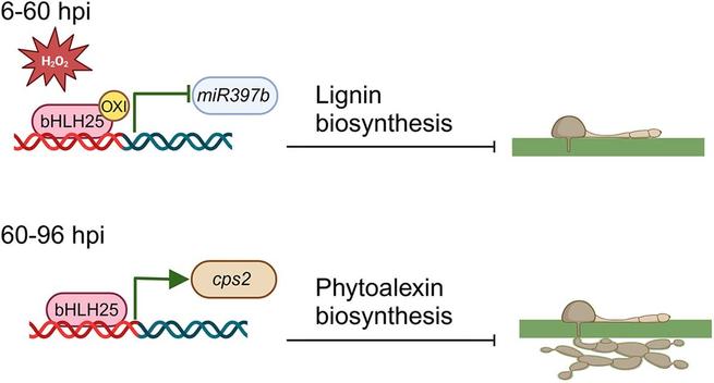 Diagram illustrating the dual roles of TF bHLH25. Oxidized, it boosts lignin production to strengthen cell walls against pathogens. Non-oxidized, it activates phytoalexins to inhibit pathogen growth.