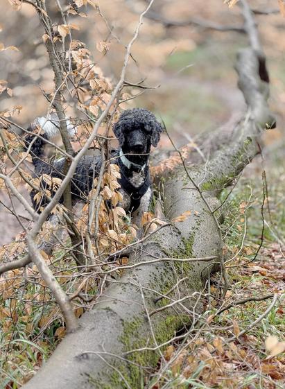 Großpudel steht im Wald hinter einem umgefallenen Baum und sieht in die Kamera.