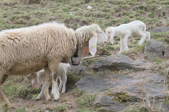Ein Mutterschaf erklärt einem ängstlichen Lamm, wie es eine Geländestufe überwinden kann. Das Lamm traut sich noch nicht über einen Stein hinunterzuspringen. Das Mutterschaf ist Nase an Nase mit dem Lamm und blökt.
Ein Lamm hat es schon geschafft und steht auf der gleichen Höhe wie die Mutter