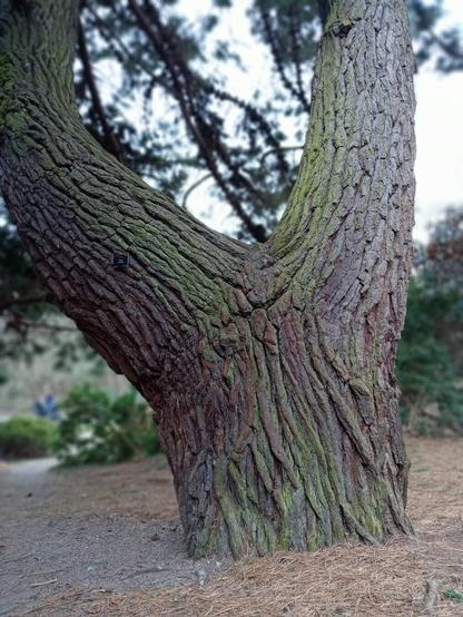 Large, extra thick fir tree trunk covered in lichen. Shallow focal field blurs the background.