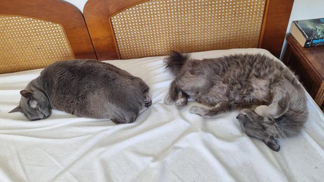 Two grey cats are sleeping on a bed.

The left one has a leg half-up for some reason

The right one is curled in a ball but only halfway