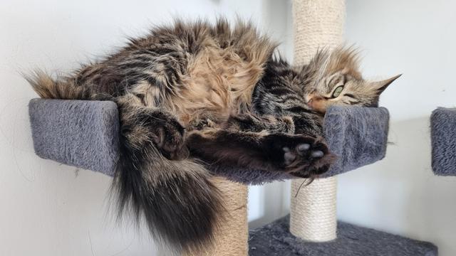 A yellow/black tabby cat is displaying maximum floof while staring at the camera in a cat tree