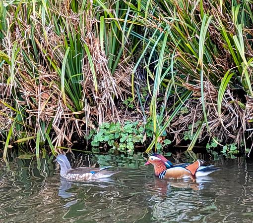 This image shows a male and female Mandarin duck swimming in a body of water, with tall grasses in the background. The male is brightly colored with orange and purple plumage, while the female is more subdued in gray and brown. The water reflects their images, and the grasses provide a natural backdrop.