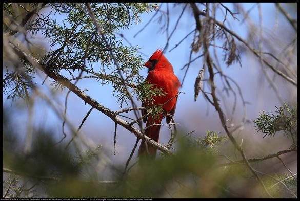 A Northern Cardinal (Cardinalis cardinalis) was standing on a twig of an Eastern Red Cedar (Juniperus virginiana) tree with his crest raised in Norman, Oklahoma, United States on March 2, 2025.