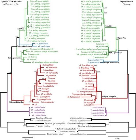 Phylogenetic trees comparing specific DNA barcodes and plastome superbarcodes of taxa within the genus Olea (olive).