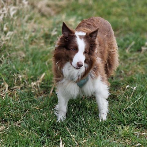 Braun weißer Bordercollie