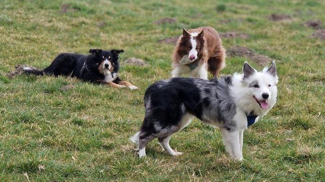3 Bordercollies auf der Wiese