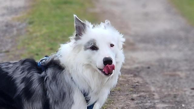 Junger Hund mit rausgestreckter Zunge