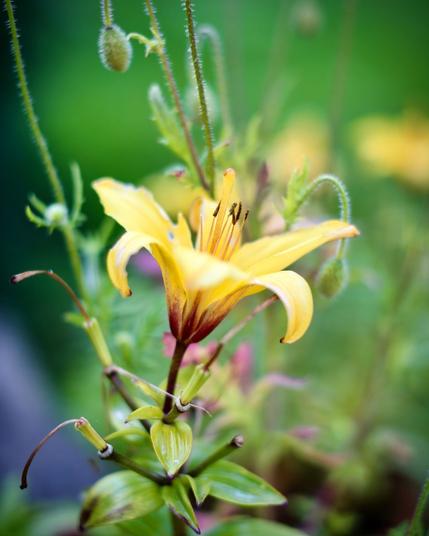 A close-up of a yellow lily in bloom with a blurred green background. The flower's petals are vibrant yellow with a touch of reddish-brown at the base. Surrounding the main flower are several buds and thin, elongated stems.
