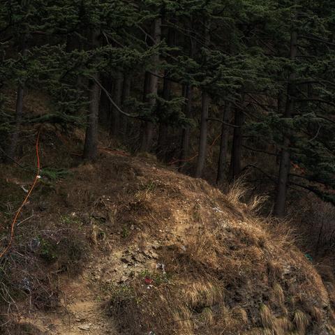 An orange cord running through pine trees up a hilly area. The hill is grassy with green and brown grasses. The trees are long and have green leaves.