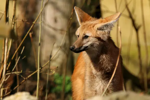 Portrait of a maned wolf looking a bit cautious.