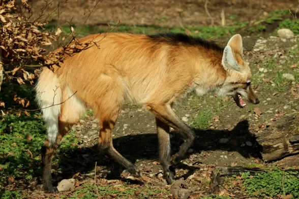 A maned wolf walking along a half muddy ground half covered with vegetation again. Soon this will be a jungle again.