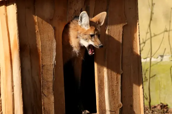 A yawning maned wolf peeking out from a wooden shed.