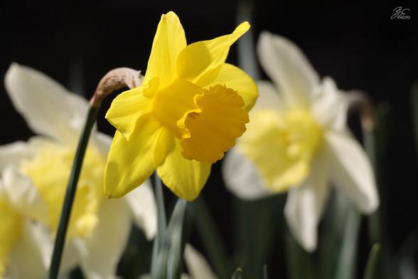 Golden Trumpet of Spring