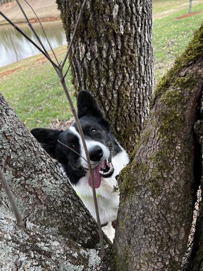 Black and white dog with enormous ears and tongue hanging askew is propped up on hind legs against tree trunks. He has a very goofy expression on his face. Looks like trouble.