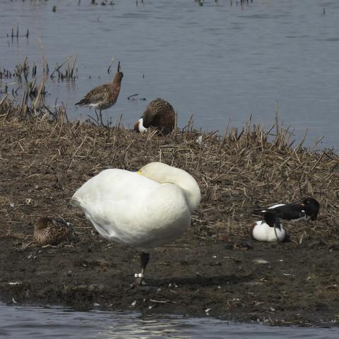 A swan standing on one leg with its head hidden under one wing. It looks sulky.
It is on a muddy island with a couple of other birds. It is not an exciting photo.