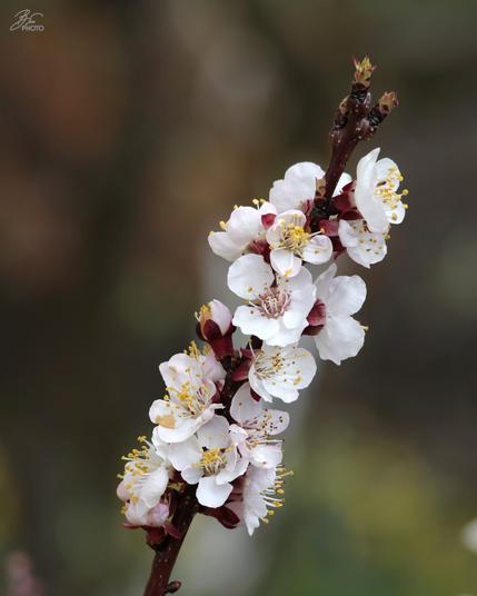 A Promise on the Branch