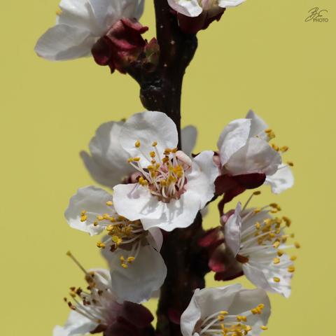 Nature’s Tiny Masterpiece