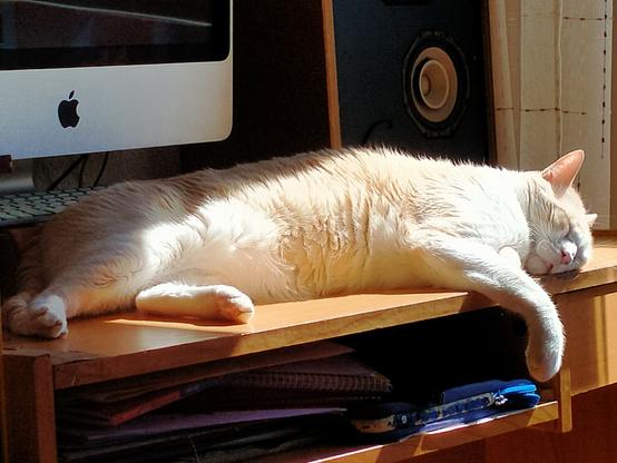Fariña, orange and white cat, sound asleep on a desktop taking in the sun