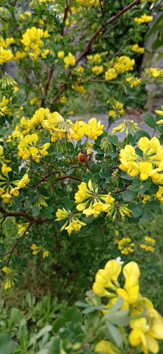 Arbuste feuillage vert, bois marron-bordeau, fleurs en petite couronne