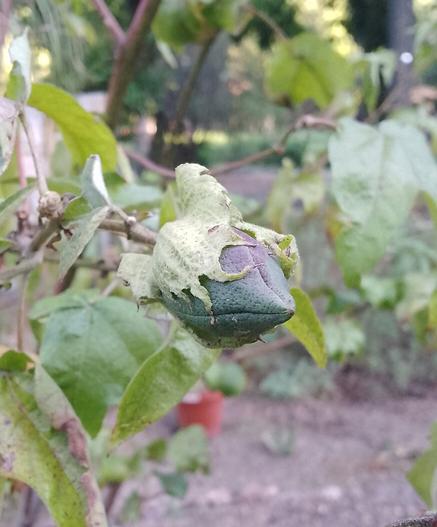 Capullo de flor que parece tener una boca cerrada. La flor es de un verde fuerte con leves manchas oscuras de un tono violáceo. El capullo está envuelto en una hoja verde claro que simula una capucha.