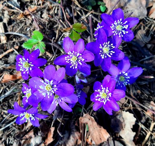 A small group of very purple looking pennyworts peeking out from dead dry leaves on a sunny hillside.