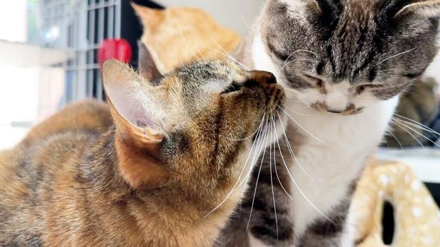 急に寒くなった日の柴犬と猫たちの一日（顔面アップ過ぎてごめんなさい笑）