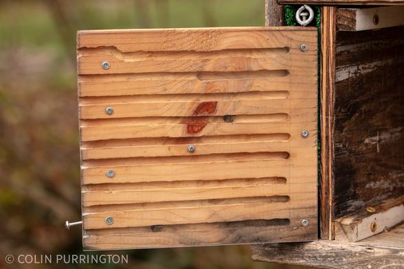 Board with nine routered channels covered by plexiglas. Two of the channels contain small bees.