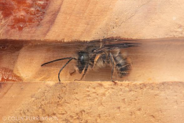 Dark bee covered with tan hairs, resting inside a square tunnel in a piece of wood.