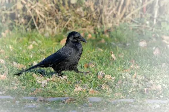 Rabe oder Krähe stolziert andächtig über eine Wiese, die vordere Kralle ist gerade dabei, zu Boden gesenkt zu werden. Seine Krallen hinterlassen schwarze Spuren, die ich dazubearbeitet habe. Das Bild hat eine weiße Vignette, um den schwarzen Vogel und seine Spur mehr hervorzuheben. Im Hintergrund sieht man noch ein bisschen Gesträuch.