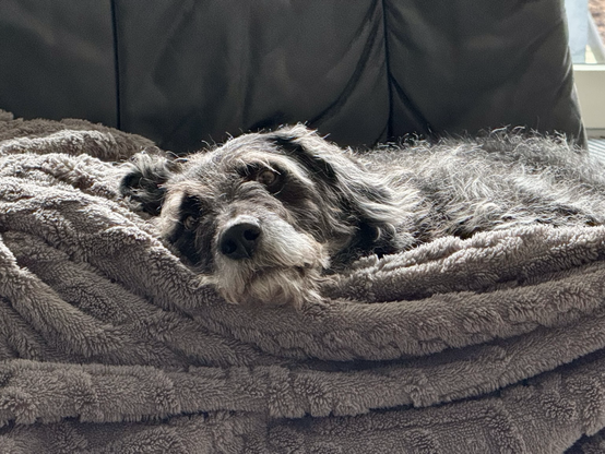 Hund kuschelt in Decke