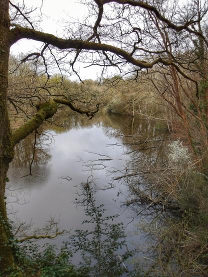 Un cours d'eau entouré d'arbre. Le ciel est nuageux.