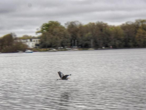 Un héron en vol au dessus de l'eau. On voit des arbres sur la rive d'en face.