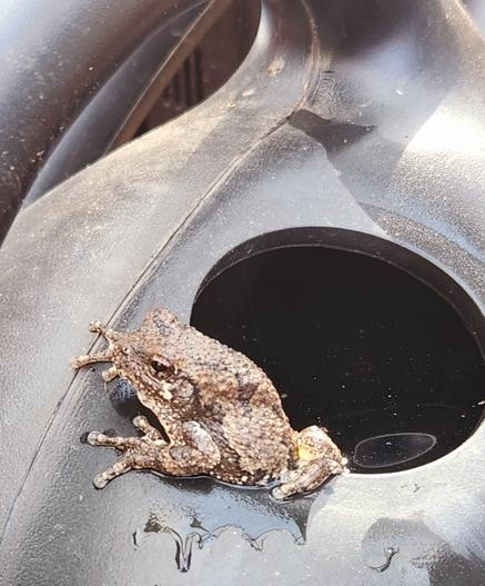 My friend Surfer Dude the tree frog perched on the edge of a black watering can inside our tiny greenhouse. He just woke up from a long winter's nap.