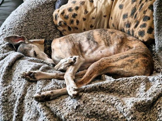 Pina Galgo Espanol 9J müde
