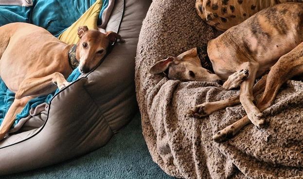 Atzeopi Greyhound 10j und Pina Galgo Espanol ca 9j, liegen ab und wollen noch was zu Naschen