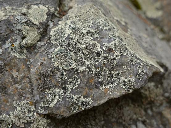 The photo shows part of a grey rock covered with round, crustose lichens.
The lichens have dark areole in the center, some with black fruiting bodies (apothecia).
On the edges grow white-yellow radiating lobes.
