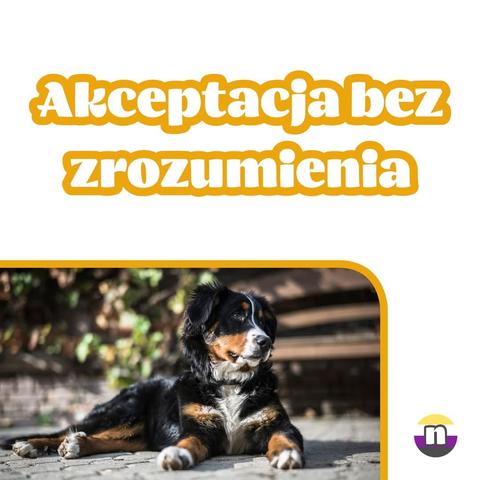 Grafika z białym tłem i dużym tekstem "Akceptacja bez zrozumienia". Pod tekstem jest zdjęcie leżącego dużego pieska.