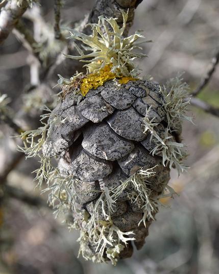 A photo of a pine cone with lichen growing on it.